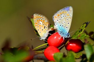 okgzl Mavi (Polyommatus icarus)