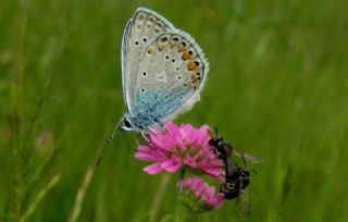 okgzl Mavi (Polyommatus icarus)