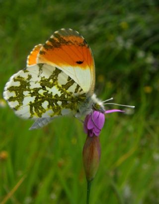 Turuncu Ssl (Anthocharis cardamines)