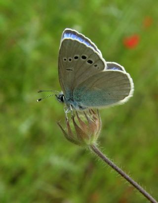 Karagz Mavisi (Glaucopsyche alexis)