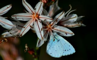 Kutsal Mavi&nbsp;(Celastrina&nbsp;argiolus)