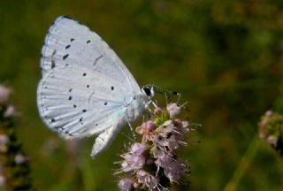 Kutsal Mavi (Celastrina argiolus)