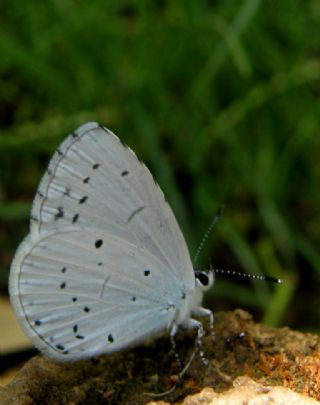 Kutsal Mavi (Celastrina argiolus)