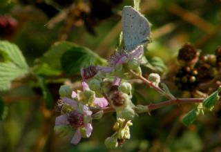Kutsal Mavi (Celastrina argiolus)