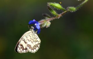 Anadolu Melikesi (Melanargia larissa)