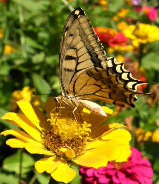 Krlangkuyruk (Papilio machaon)