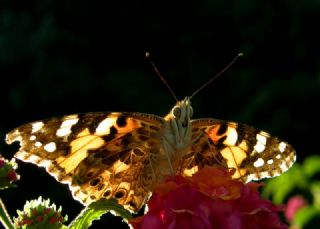 Diken Kelebei (Vanessa cardui)