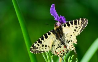 Orman Fistosu (Allancastria  cerisyi)