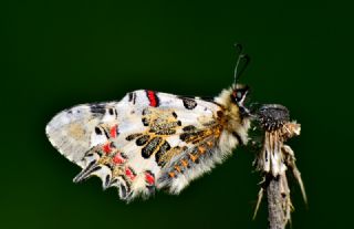 Orman Fistosu (Allancastria  cerisyi)