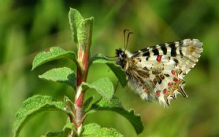 Orman Fistosu&nbsp;(Allancastria &nbsp;cerisyi)
