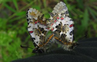 Orman Fistosu (Allancastria  cerisyi)