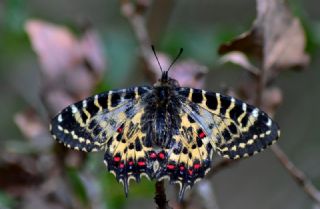 Orman Fistosu (Allancastria  cerisyi)
