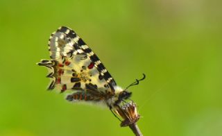 Orman Fistosu (Allancastria  cerisyi)