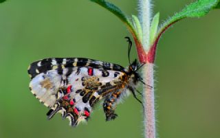 Orman Fistosu (Allancastria  cerisyi)