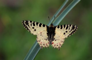 Orman Fistosu (Allancastria  cerisyi)