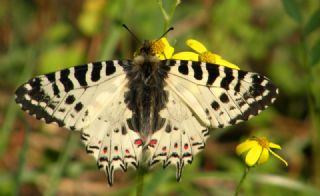 Orman Fistosu&nbsp;(Allancastria &nbsp;cerisyi)