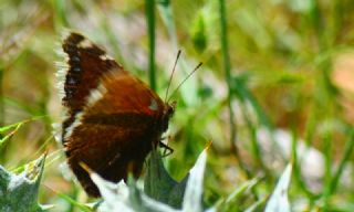 Sar Bandl Kadife (Nymphalis antiopa)