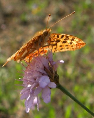 �spanyol Krali�esi&nbsp;(Issoria&nbsp;lathonia)