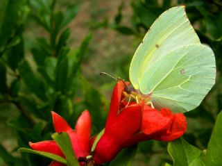 Kleopatra (Gonepteryx cleopatra)