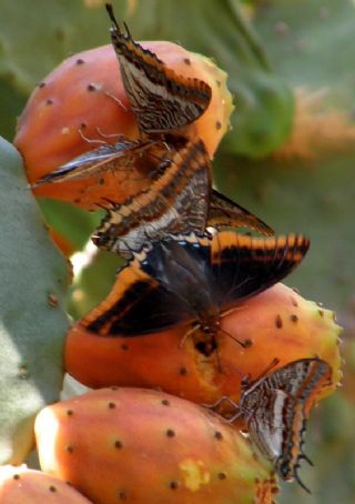 ift Kuyruklu Paa (Charaxes jasius )