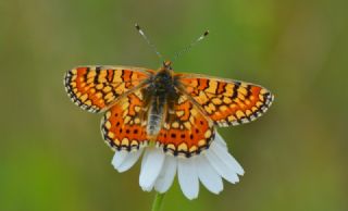 Nazuum (Euphydryas aurinia)