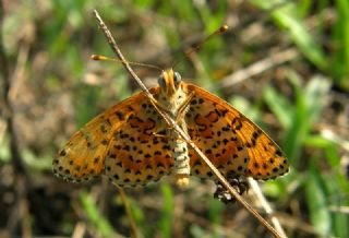 Benekli �parhan&nbsp;(Melitaea&nbsp;didyma)