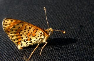 Benekli �parhan&nbsp;(Melitaea&nbsp;didyma)