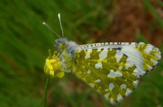 Da Oykls (Euchloe ausonia)