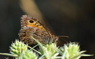 Seyit (Arethusana arethusa)