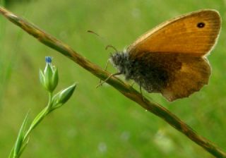 Kk Zpzp Perisi (Coenonympha pamphilus)