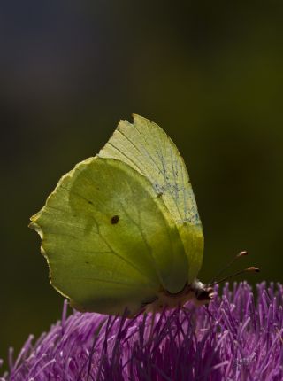 Anadolu Orakkanad (Gonepteryx farinosa)