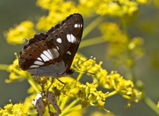 Akdeniz Hanmeli Kelebei (Limenitis reducta)