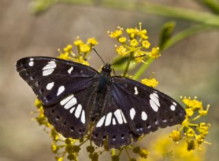 Akdeniz Hanmeli Kelebei (Limenitis reducta)