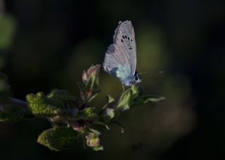 Karagz Mavisi (Glaucopsyche alexis)