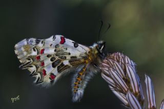 Orman Fistosu (Allancastria  cerisyi)