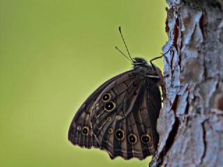 Aa Esmeri (Kirinia roxelana)