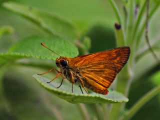 Orman Zpzp (Ochlodes sylvanus)