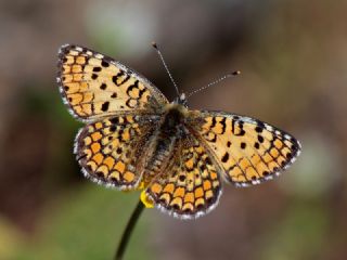 Hatayl parhan (Melitaea collina)