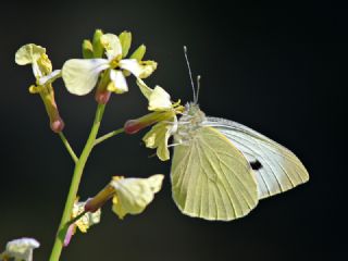 Byk Beyazmelek  (Pieris brassicae)