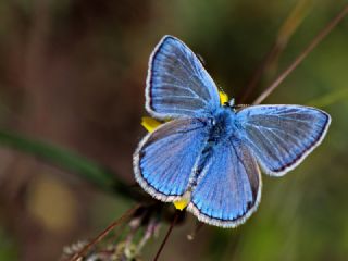 okgzl Hatay Mavisi (Polyommatus bollandi)