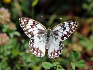 Akdeniz Melikesi (Melanargia titea)