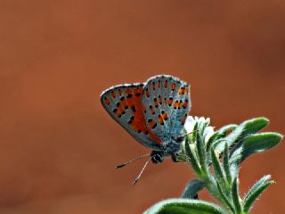 Akbes Gelincii (Tomares nesimachus)