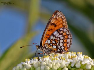 okgzl Hatay Mavisi (Polyommatus bollandi)