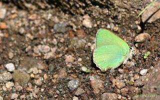 parhan (Melitaea cinxia)