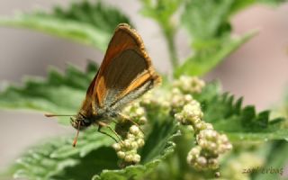 Sar Antenli Zpzp (Thymelicus sylvestris)