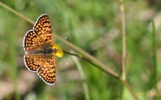 Sar Antenli Zpzp (Thymelicus sylvestris)
