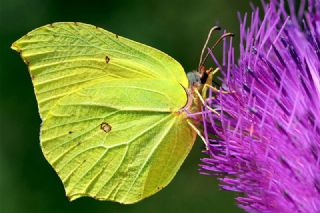 Orakkanat (Gonepteryx rhamni)