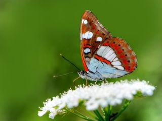 Akdeniz Hanmeli Kelebei (Limenitis reducta)