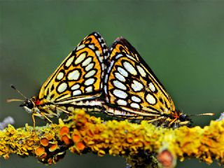 Beyaz Benekli Zpzp (Heteropterus morpheus)