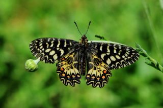 Gney Fistosu (Zerynthia polyxena)